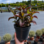 Hortenzia pílovitá (Hydrangea serrata) ´DAREDEVIL´® - výška 10-20 cm, kont. C2L